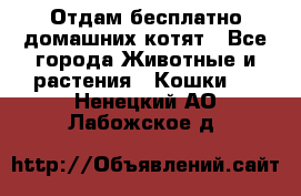 Отдам бесплатно домашних котят - Все города Животные и растения » Кошки   . Ненецкий АО,Лабожское д.